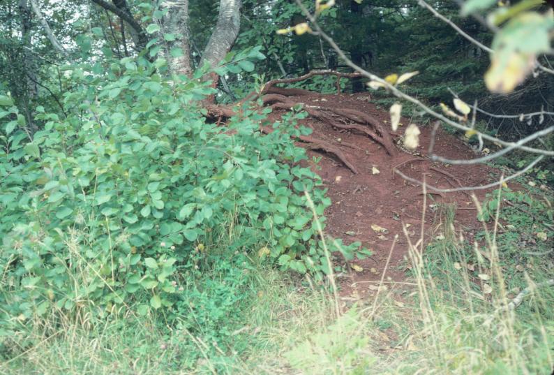 Residue of ore pile in woods