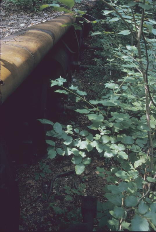 View of overgrown 4-cylinder blast engine.