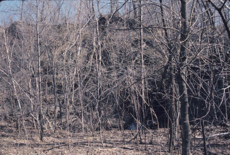 View of conjectural location of Burden water wheel in forest.